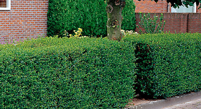 Pleidooi voor vergroening van de tuin