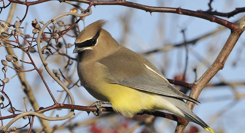 Vogels en liguster